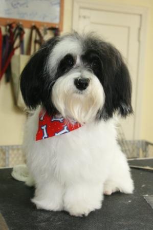 Buffy the Havanese