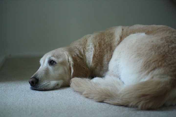 Scooby the English Golden