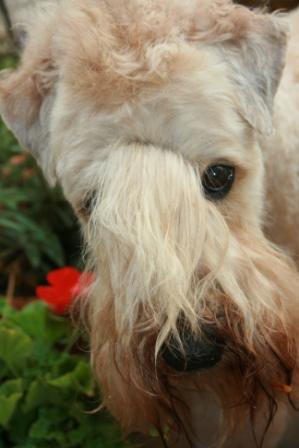 Boomer the Wheaten Terrier