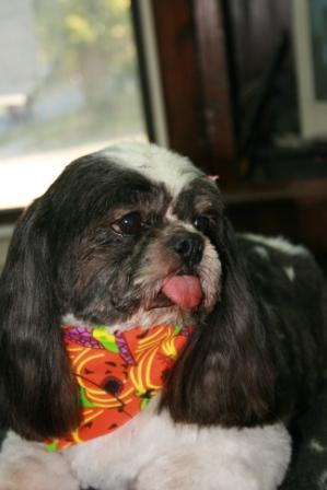 Read more: Jackson the Shih-Tzu