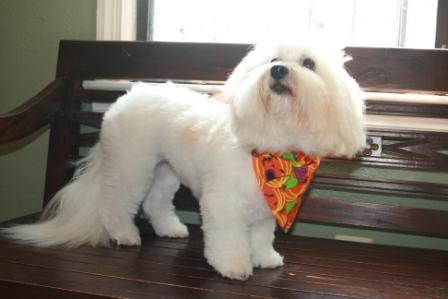 Read more: Simone the Coton de Tulear