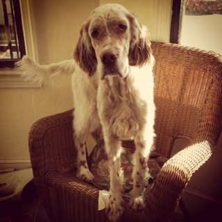 Cotton the English Setter