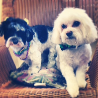 Coco Chanel and Molly the Cavichon