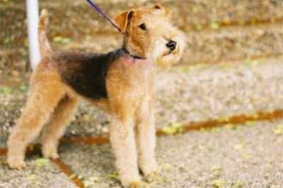 airedale stripping