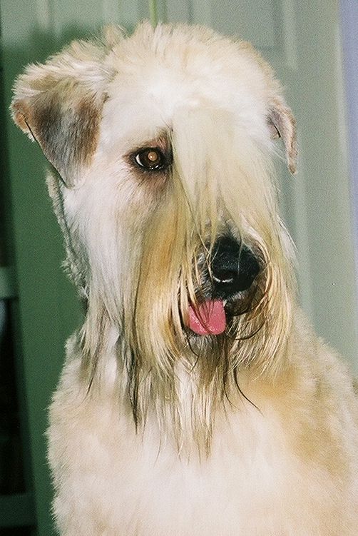 wheaten terrier face