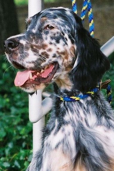 Basie the English Setter