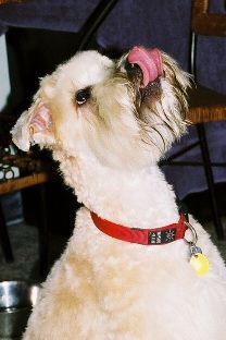 Ernest the Wheaten Terrier