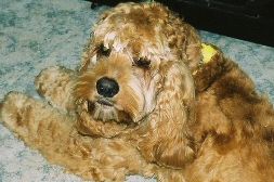 Gus the Cocker