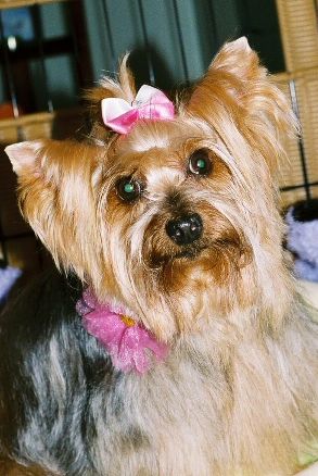 Read more: Xuxa the Divine Yorkie