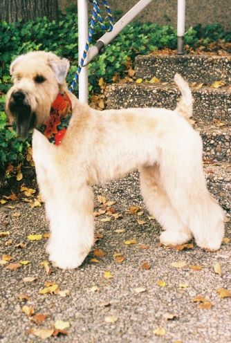 View more about We love Wheatens!