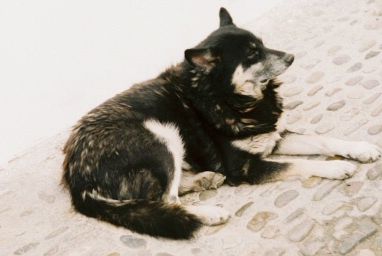 Andalusian Street Dog