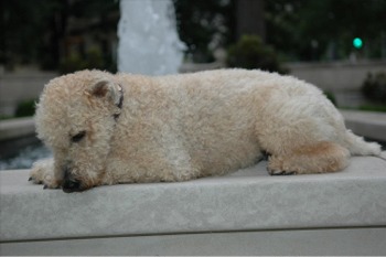 Buster