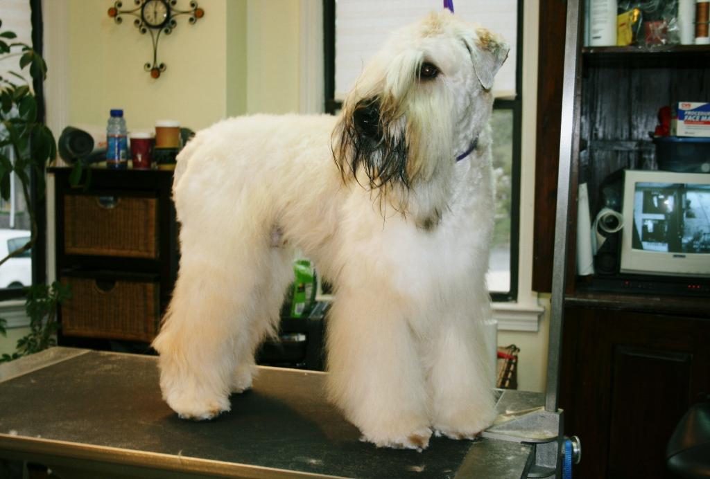 Traditional wheaten clearance terrier cut