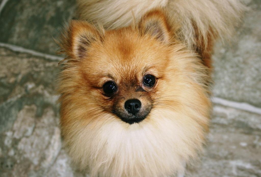 Millie the Pomeranian