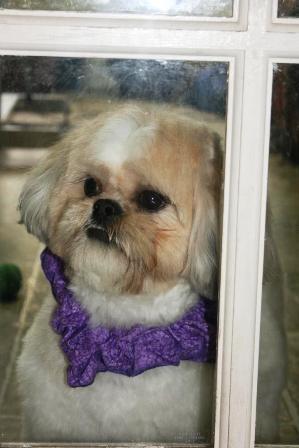 Read more: Coco the Shih Tzu