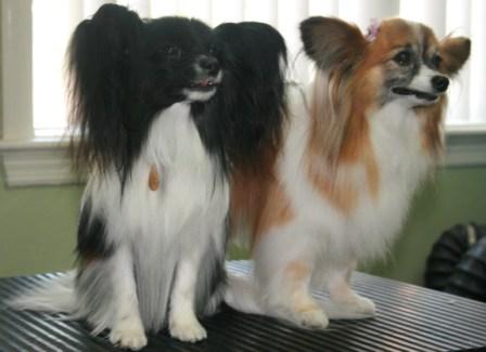 Tara and Squish the Papillons