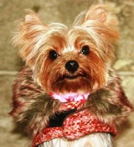 Adorable ZsaZsa the Yorkie