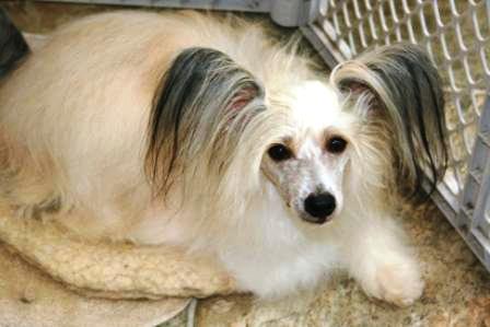 Chinese crested powder sale puff