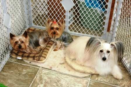 Read more: Two Yorkies and a Puff