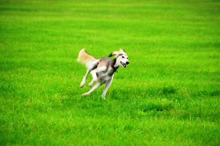Raja loves to run