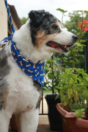 Jester the Australian Shepherd