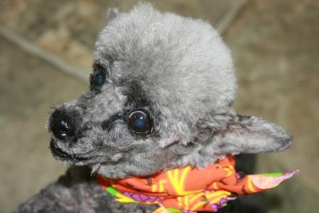 Read more: Poco the Tiny Poodle