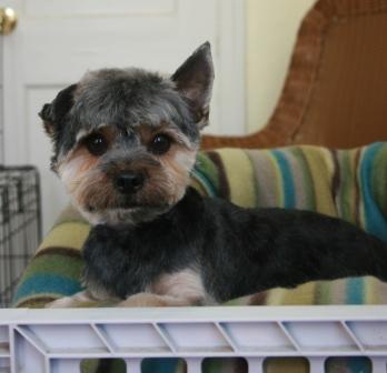View more about Mason the Yorkie