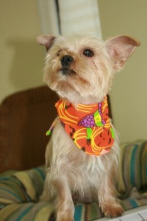 View more about Koko the Yorkie-Poo