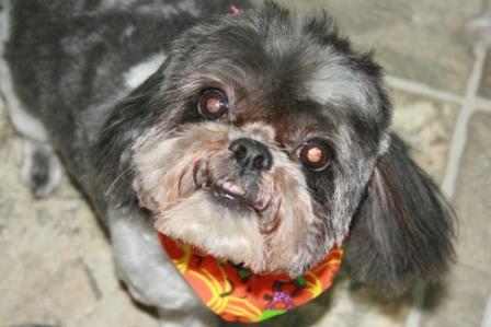 View more about Morty the Shih Tzu