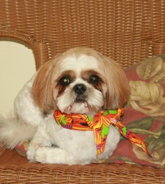 Read more: Morty's brother randy the Shih Tzu