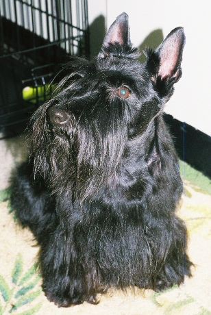 View more about Ellie the Scottie