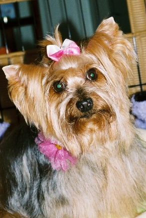 View more about Xuxa the Divine Yorkie