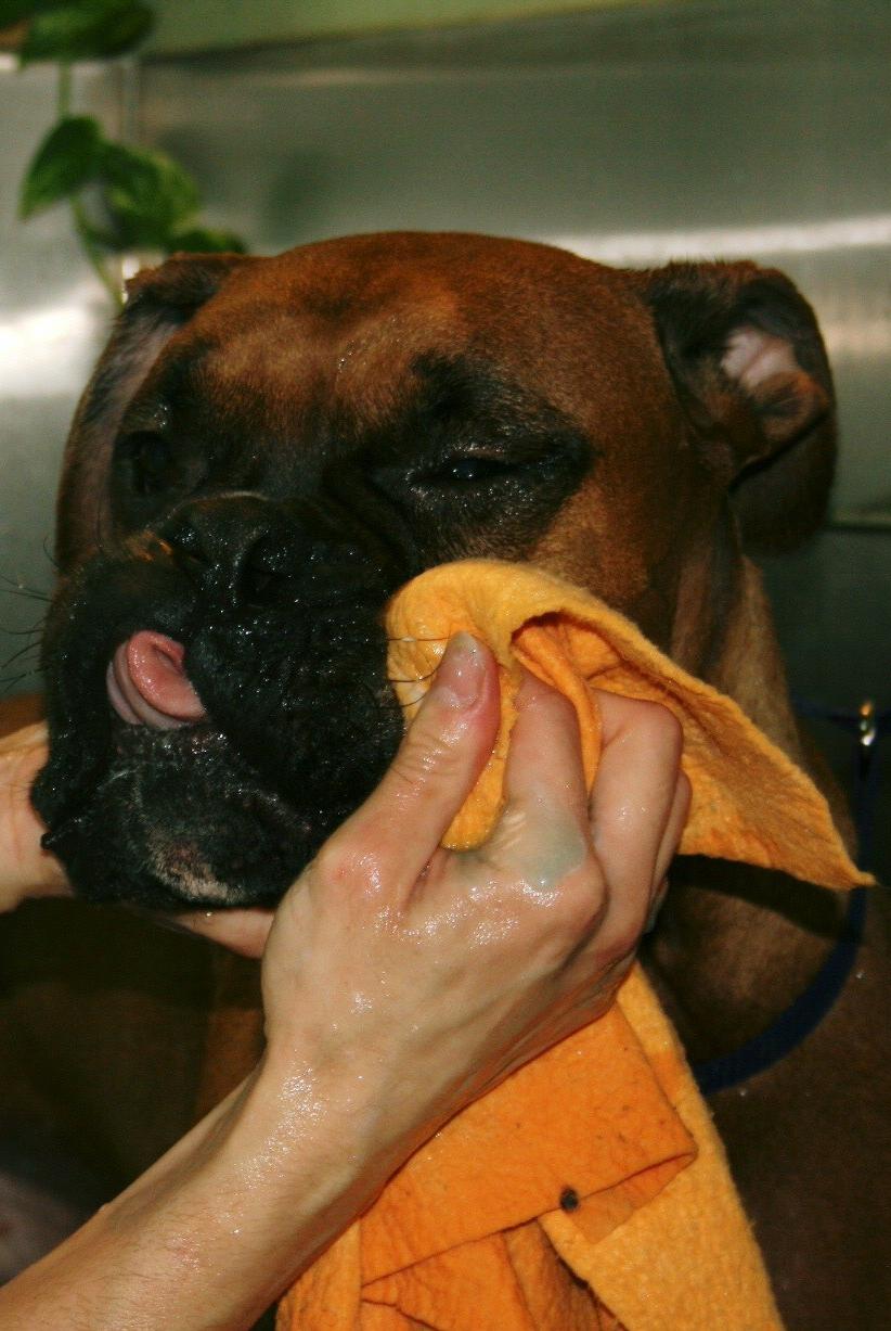 Facial Treatments For Dogs