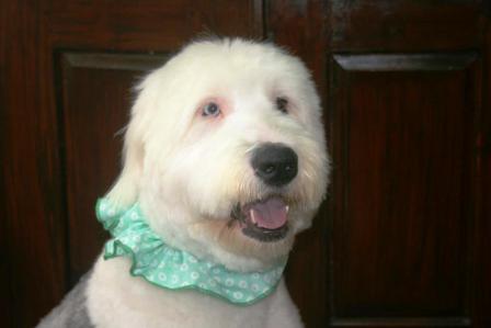 View more about Moxie the Old English Sheepdog