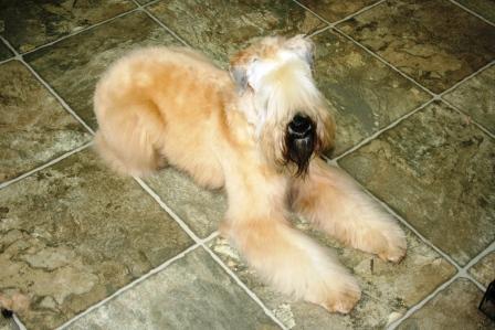 View more about Walter the Wheaten Terrier