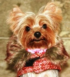 View more about Adorable ZsaZsa the Yorkie