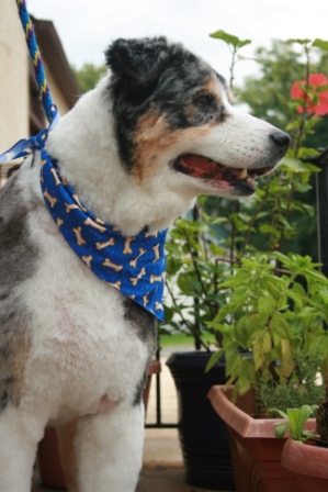View more about Jester the Australian Shepherd