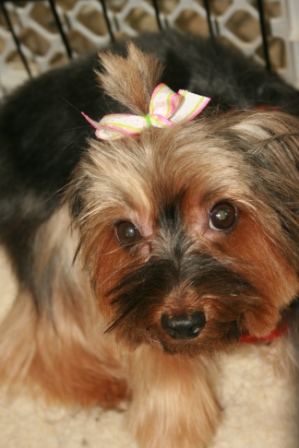 Read more: Spicey the Yorkie