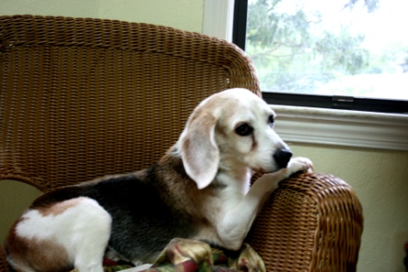 Read more: Marcus the Beagle
